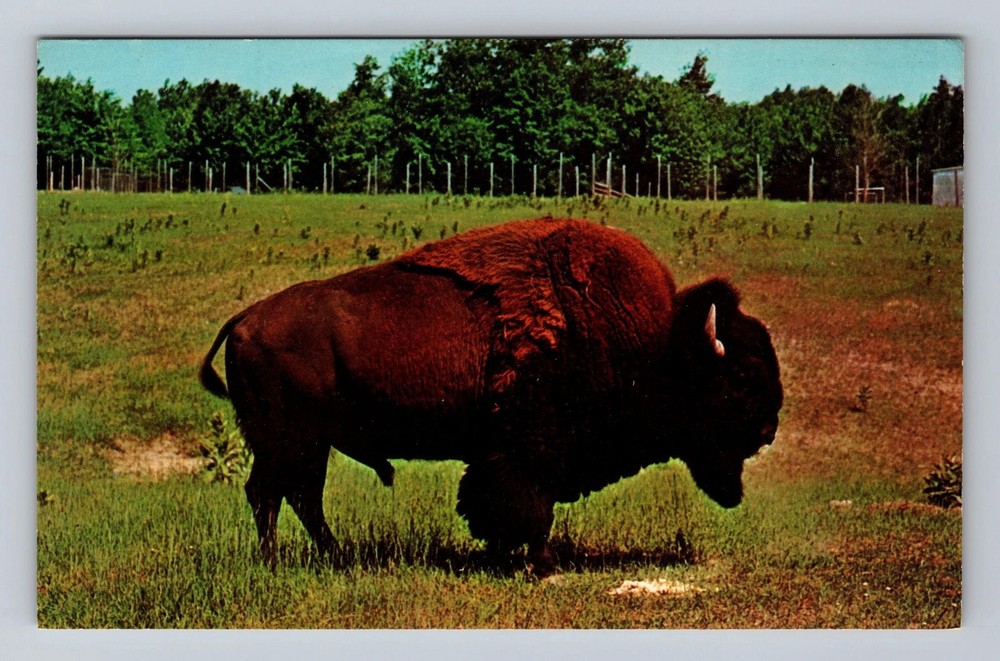 Mackinac Island MI-Michigan Bull Buffalo Haven Big Game Ranch Vintage Postcard