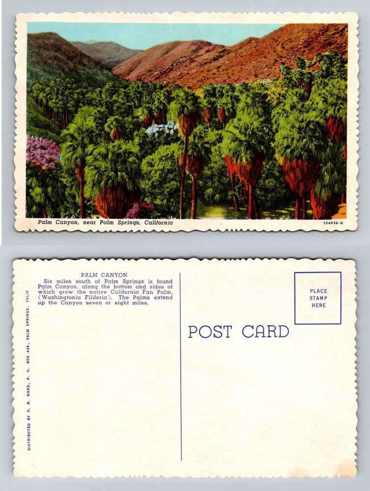 Palm Springs CA-California, Palm Canyon Desert Oasis View Vintage Postcard