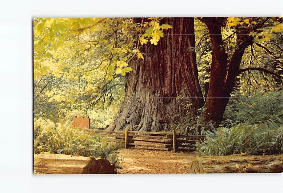 Postcard Big Tree Redwood Highway Orick California USA