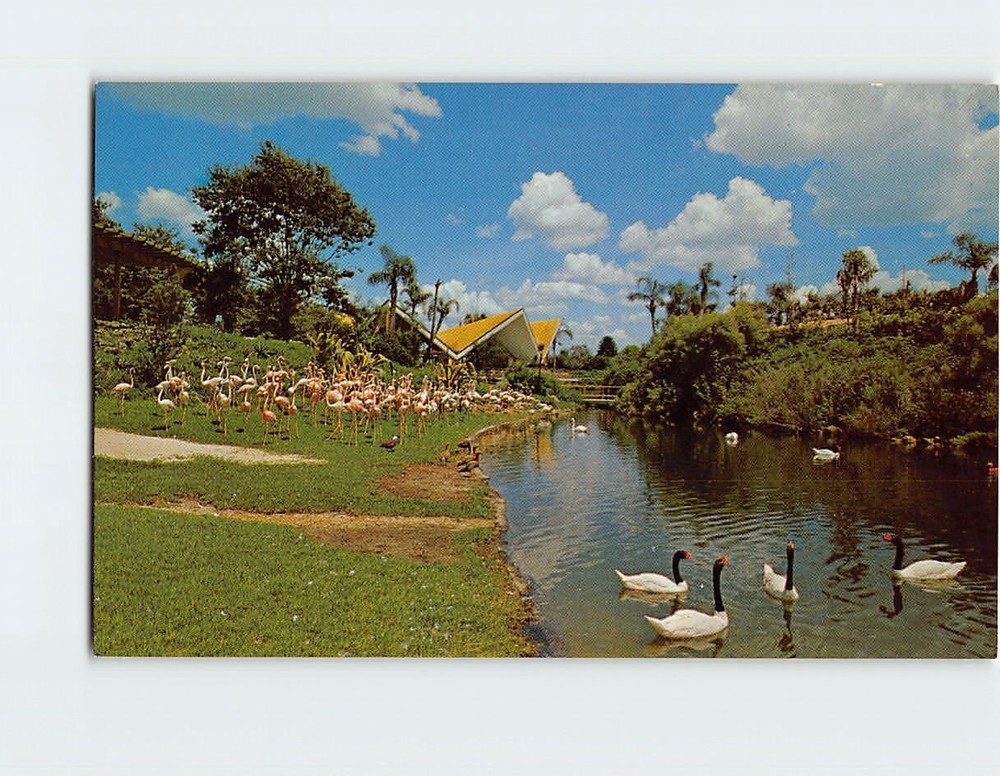 Postcard Black-Necked Swans & Flamingos Busch Gardens Tampa Florida USA