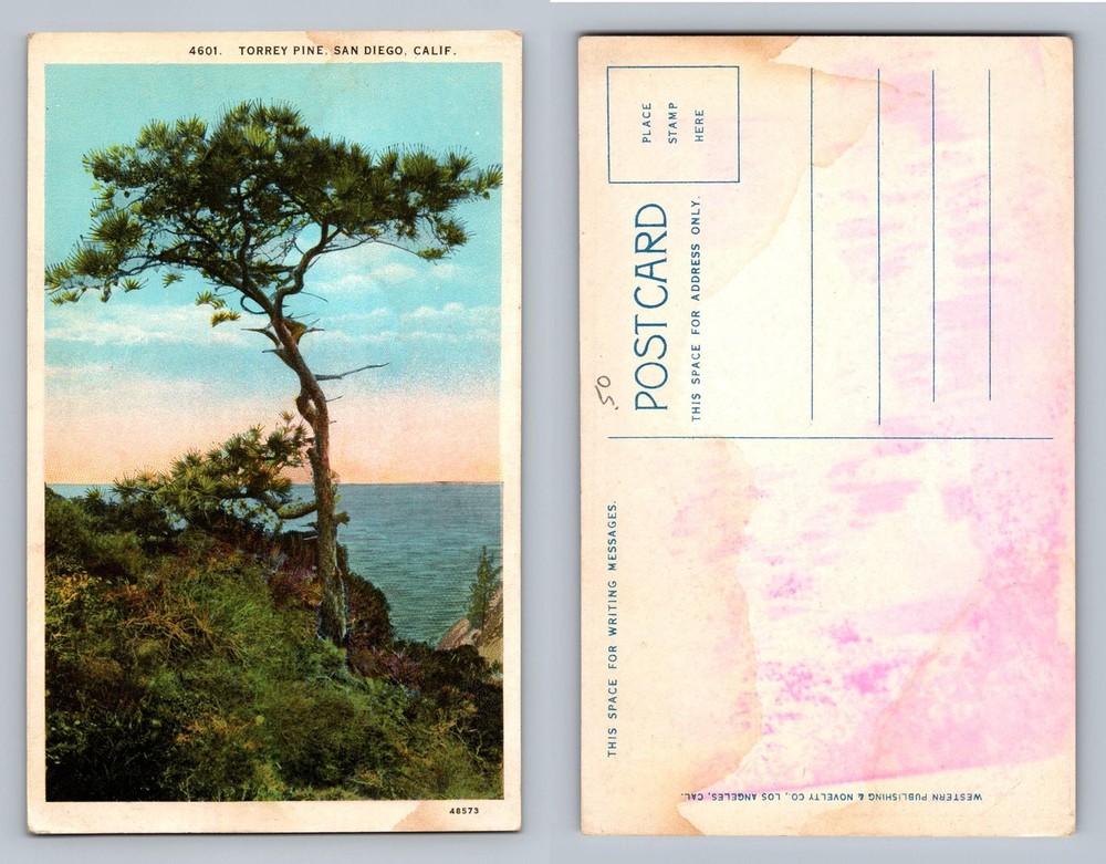 San Diego, CA-California, Torrey Pine Coast Scenic View Card, Vintage Postcard