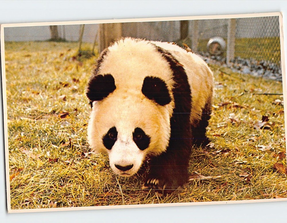 Postcard Panda National Zoological Park Washington DC USA