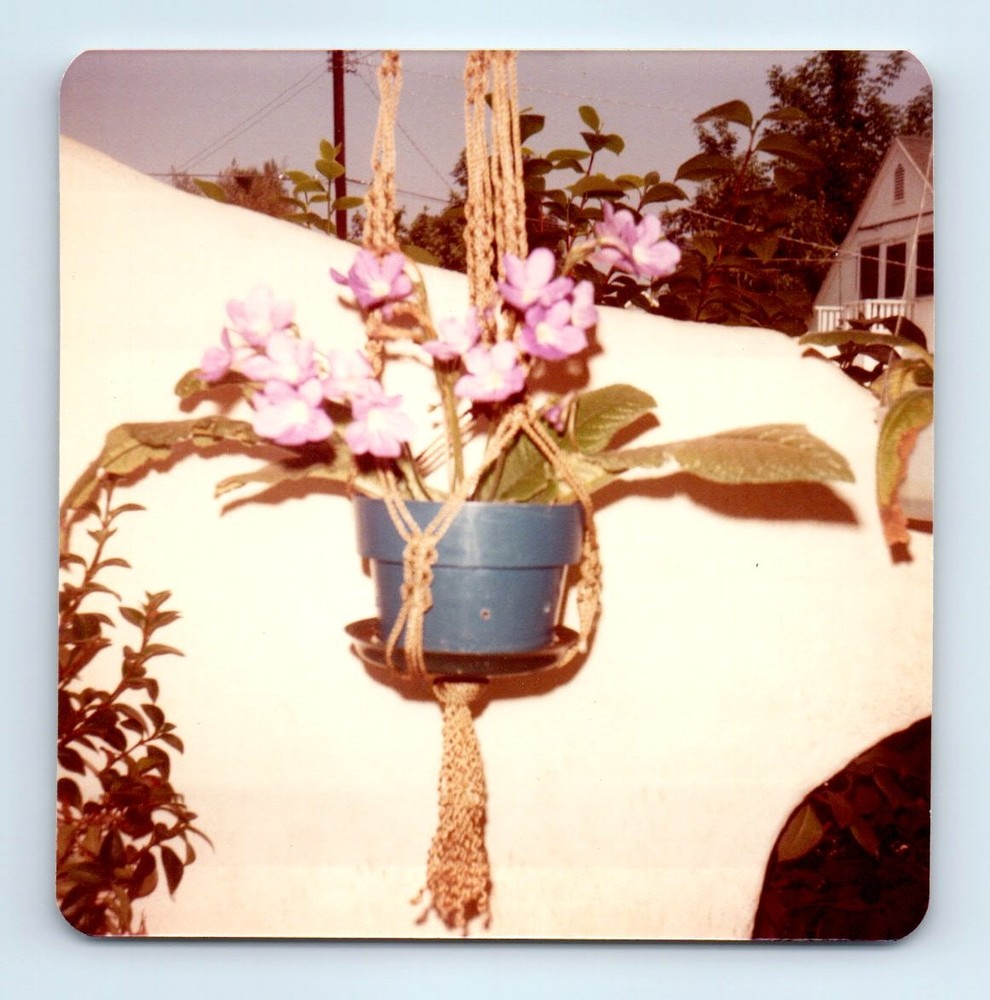 Old Vintage Square Color Photo CLOSE UP OF FLOWERS IN POT SNAPSHOT PHOTOGRAPH