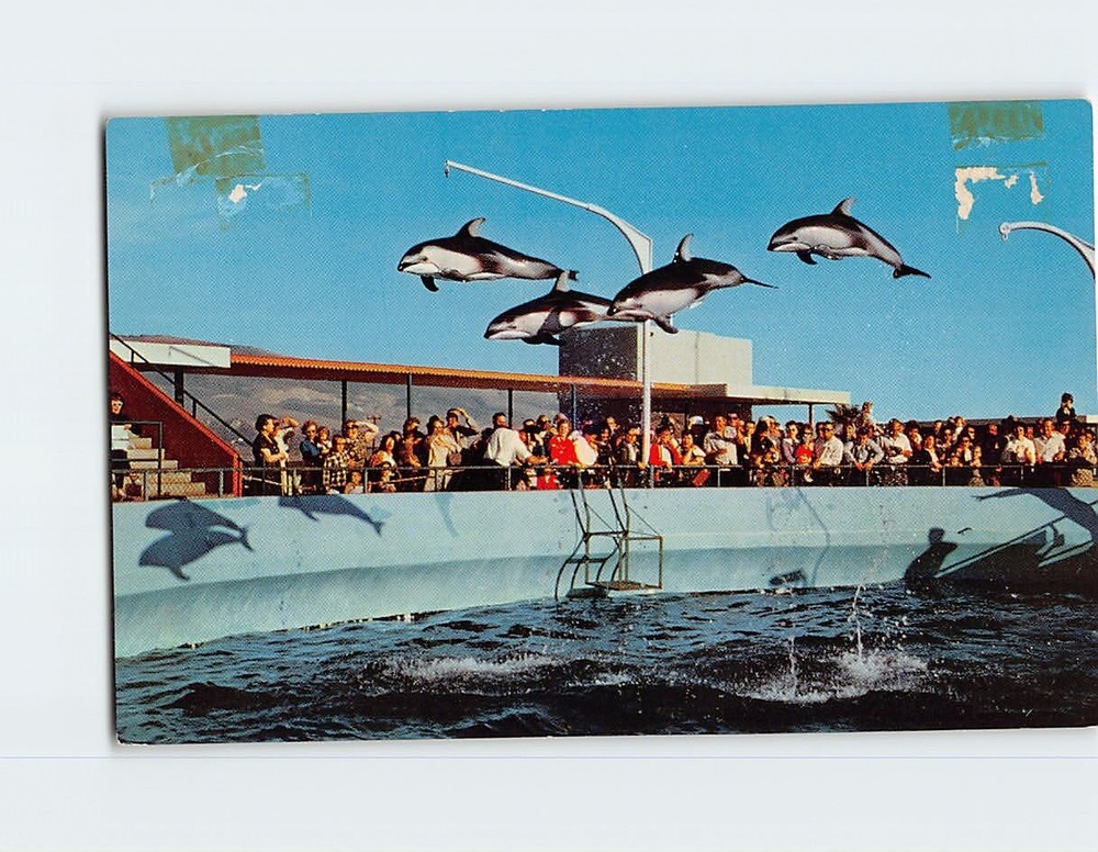 Postcard High-Flying Dolphins Marineland of the Pacific California