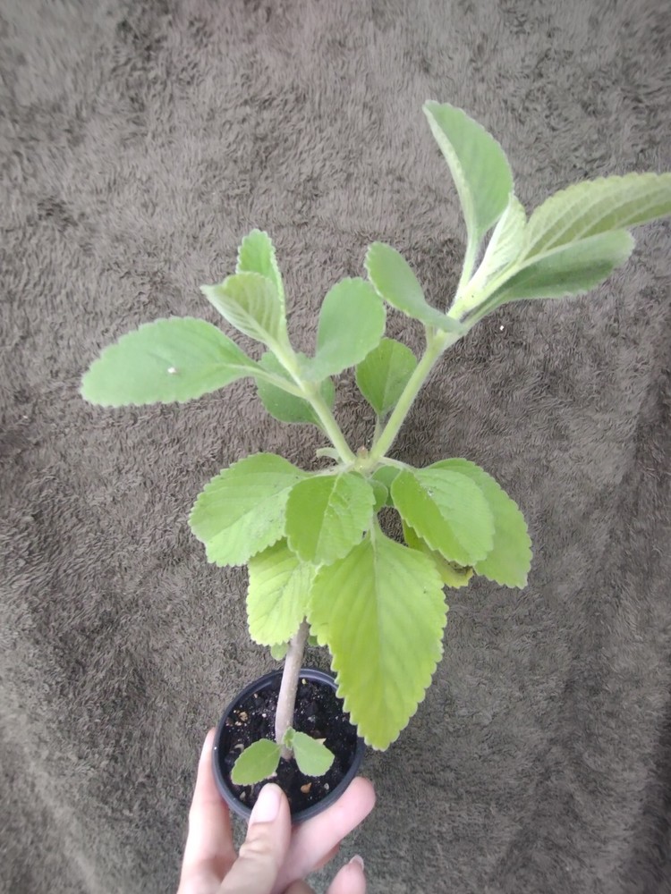 Cuban oregano plant /  mexican mint live- very fragrant!!