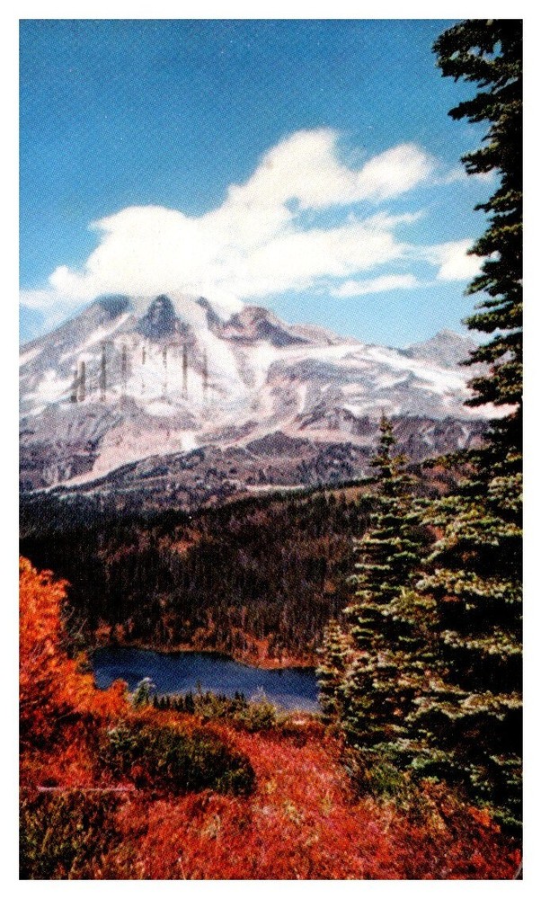 1956 Meadow View of Mount Rainier Washington Vintage Postcard