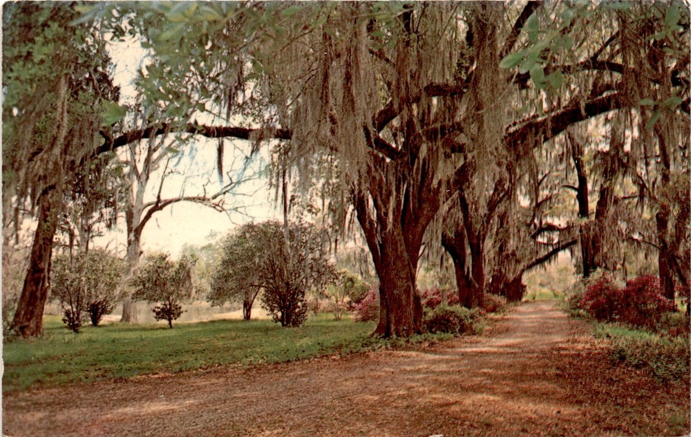 Vintage Dexter Postcard of Baton Rouge with Spanish Moss Oak Trees and Azaleas