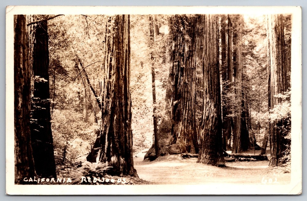 RPPC California Redwoods  View Through The Woods C1930s Postcard Z2