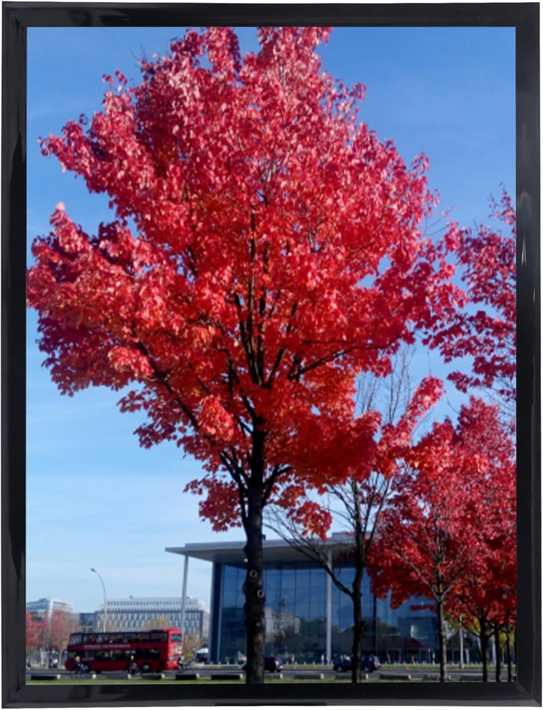 Medog Picture Frame 10X12 Inch Photo Frame Black 10 by 12-Inch Black Picture Pos