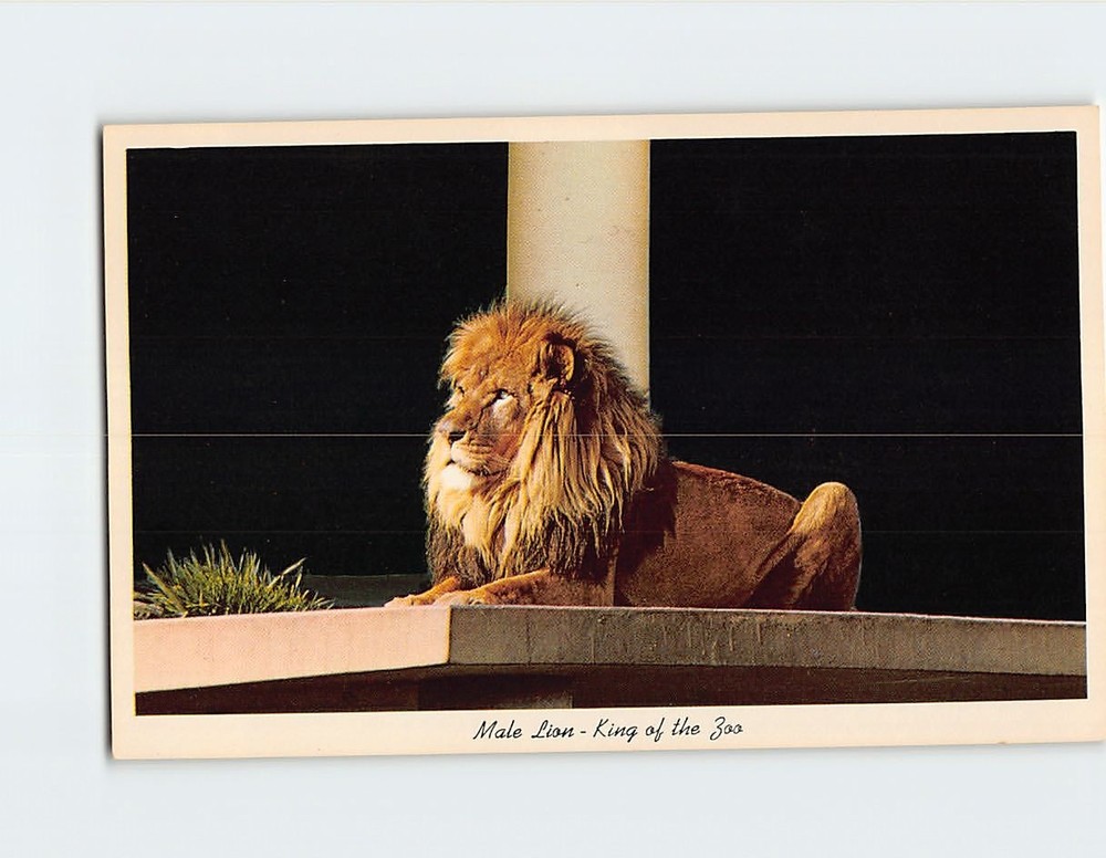 Postcard Male Lion King of the Zoo Portland Zoological Garden Portland OR USA