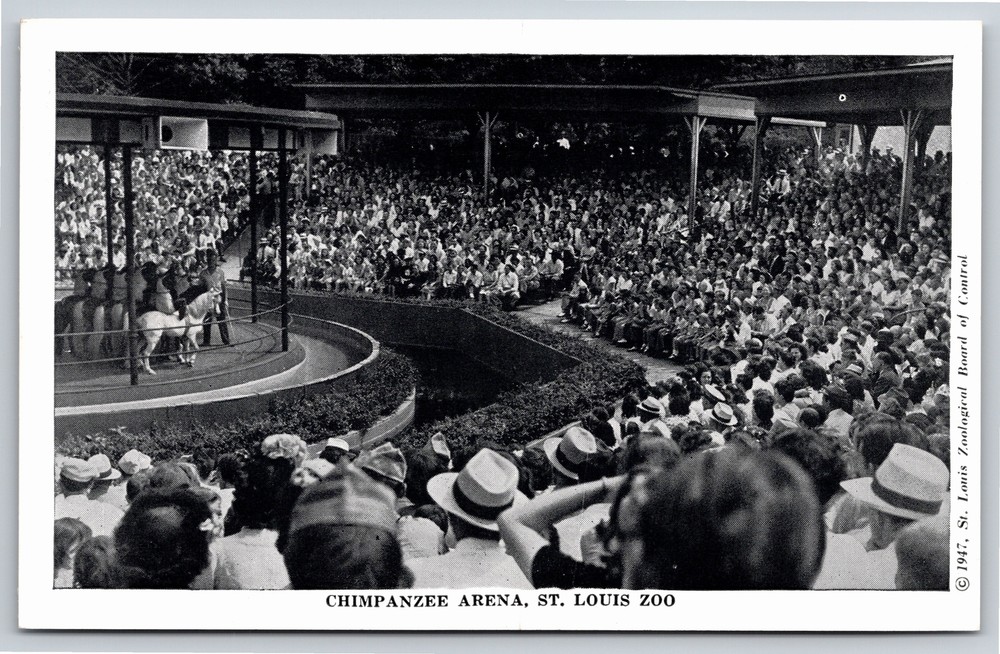Animals~Chimpanzee Arena & Show St Louis Missouri B&W~Vintage Postcard