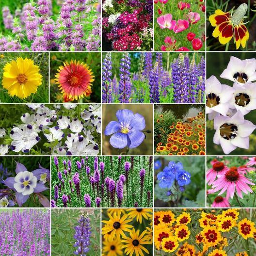 Wildflower Mix NORTH AMERICAN NATIVE  19 Heirloom Flowers USA Non-GMO 1000 Seeds