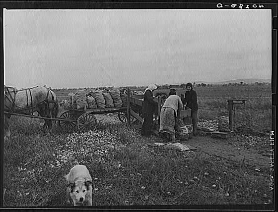 Hadley Massachusetts 1938 New England Hurricane Onion Salvage Horse Cart
