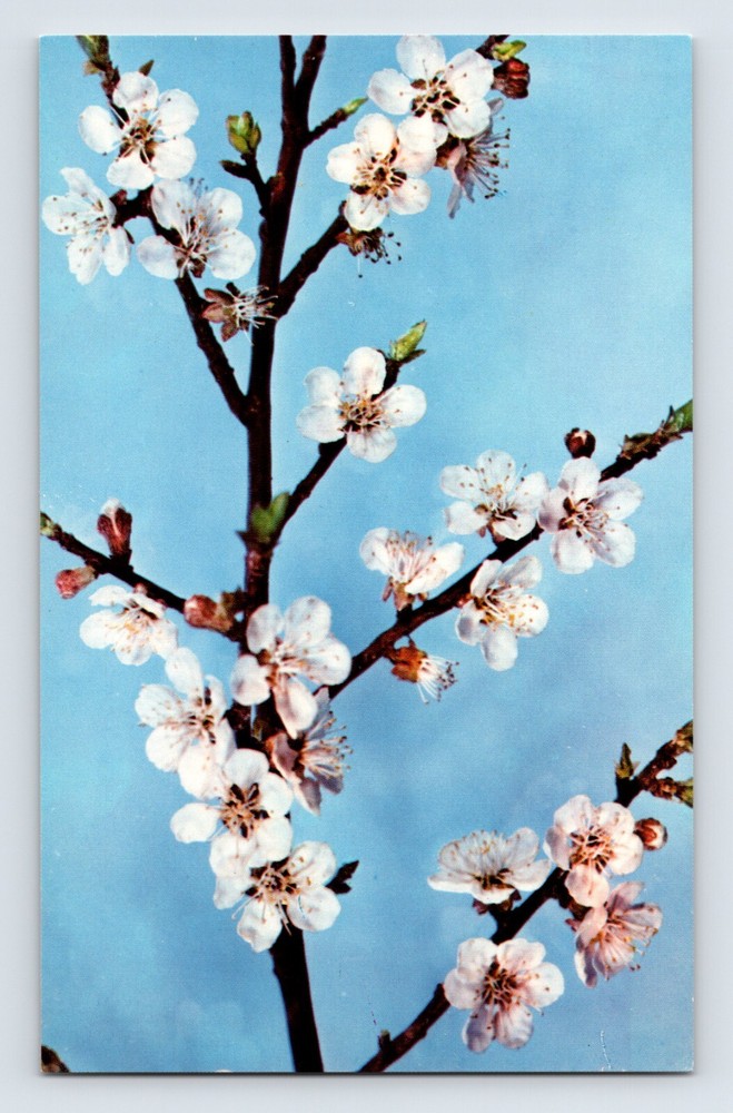 Postcard Massachusetts Cambridge MA Glass Apricot Harvard Botanical Museum 1960s