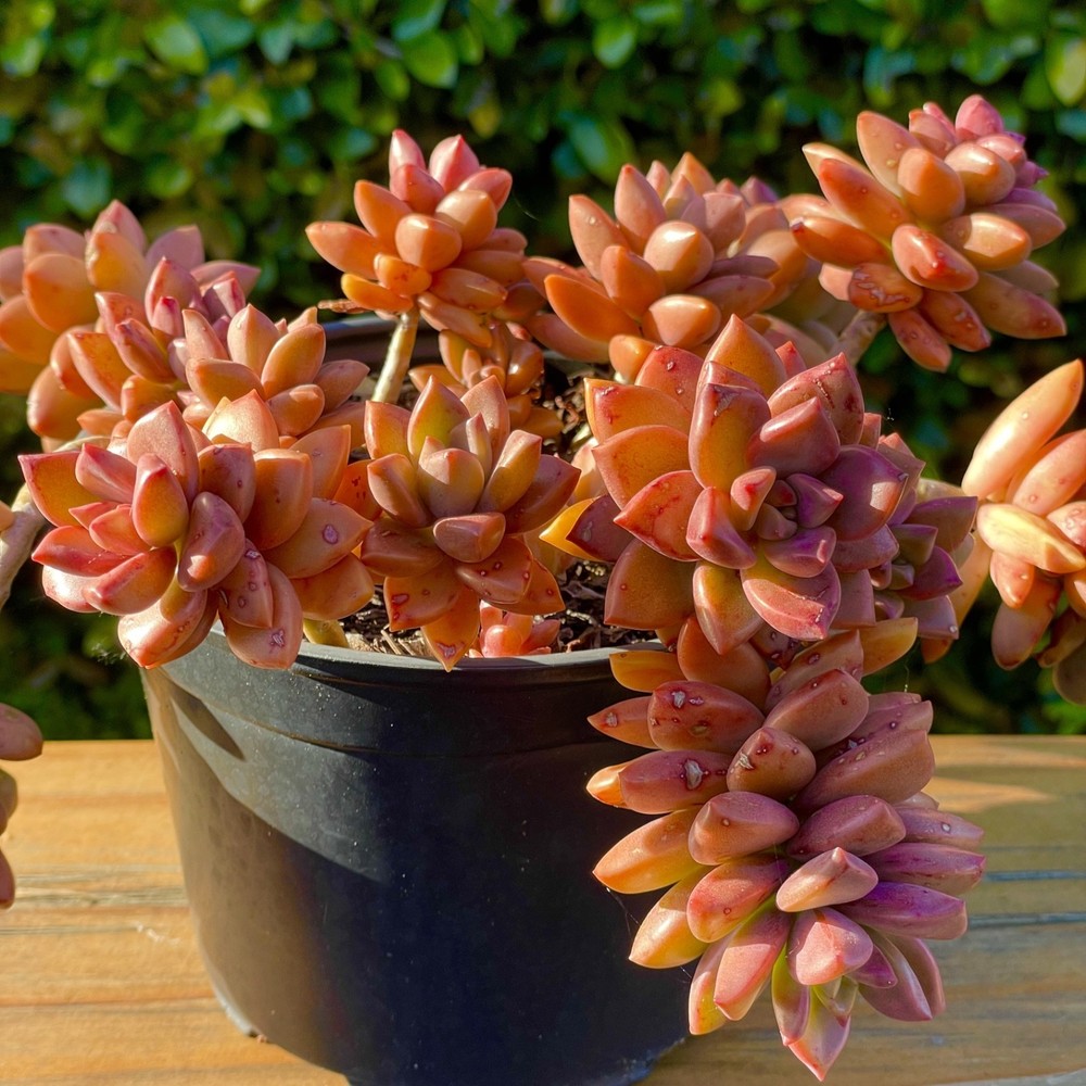 Graptosedum Alpenglow Bronze Rare Succulent Live Plant Easy Care 2-Inch Cutting