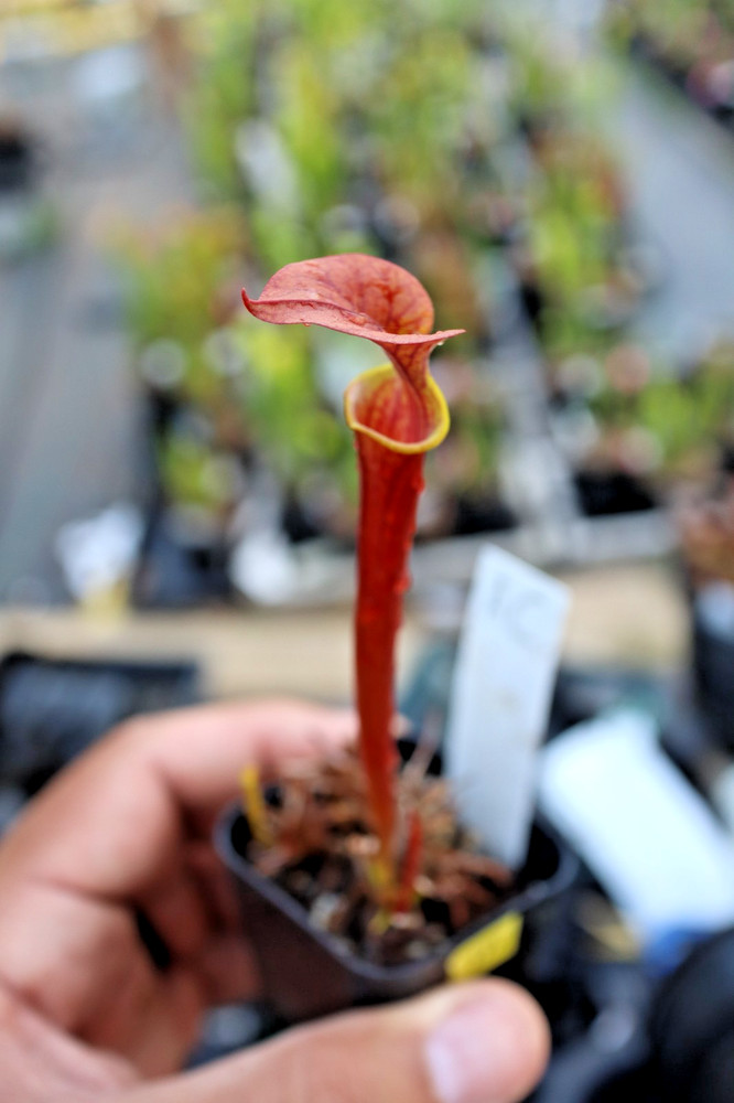 Sarracenia - 🔥🔥 Saurus x Waccamaw  🔥🔥 (AC)
