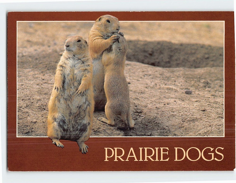 Postcard Prairie Dogs
