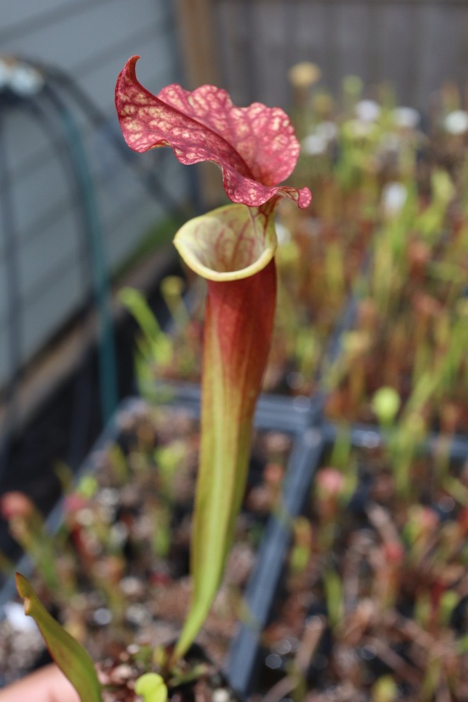 Sarracenia - 🔥🔥 Flava Waccamaw Dwarf swarm  🔥🔥