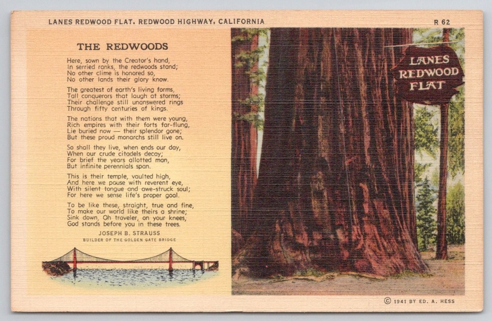1941 Lanes Redwood Flat CA Giant Trees Curteich Linen Postcard