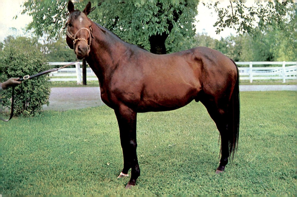 Nashua, bay stallion, Spendthrift Farm, Kentucky, color photo, equine Postcard