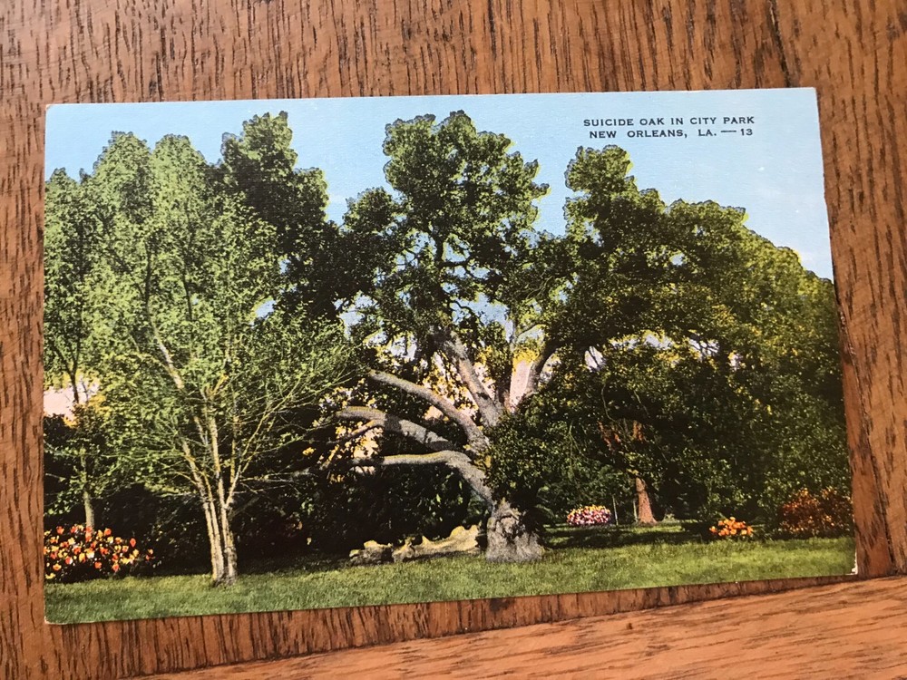 Suicide Oak in City Park New Orleans Louisiana Postcard