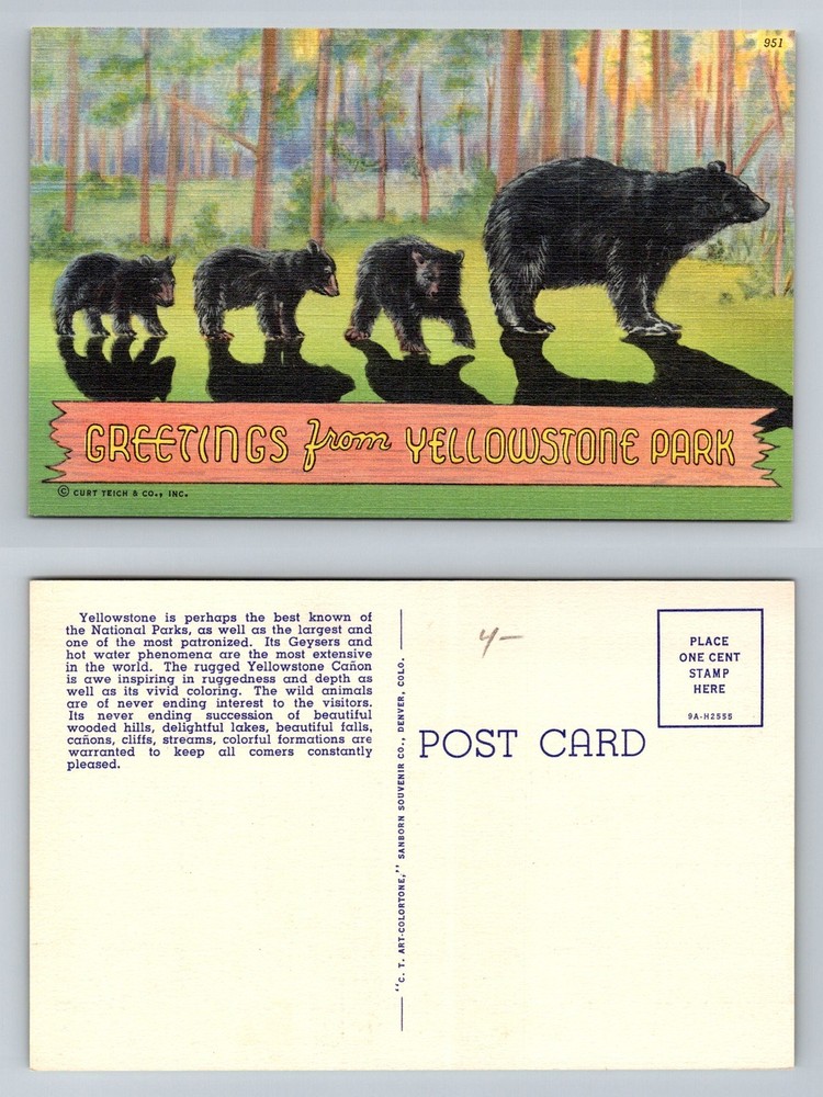 Yellowstone National Park, WY-Wyoming, Bear Family Forest Scene Vintage Postcard