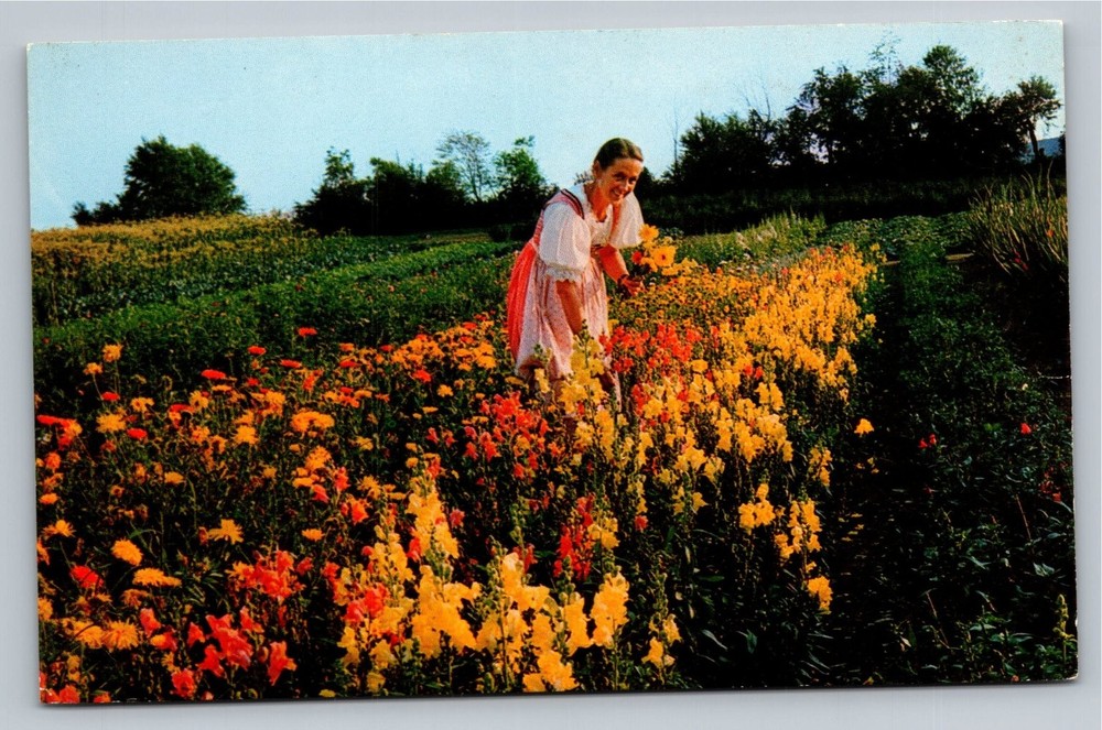 Trapp Family Lodge Stowe Vermont Vintage Color Photo Postcard
