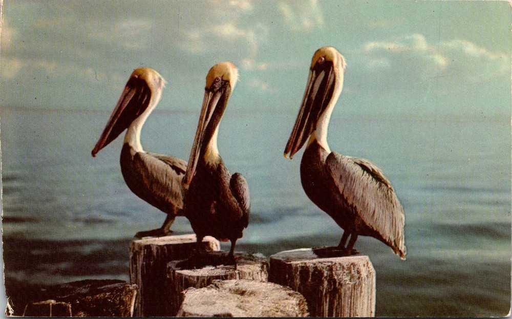 Dr Jim Stamps Postcard Pelicans Along The Inland Waterway