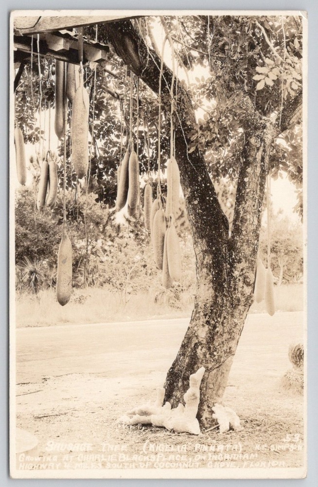 RPPC Sausage Tree Northern Rhodesia Victoria Falls Africa Vintage RPPC Postcard