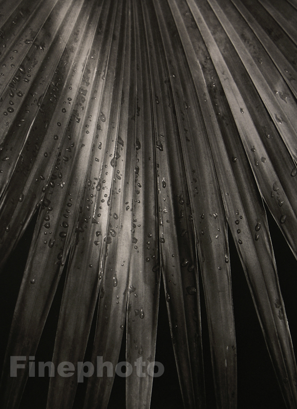 1945/92 Vintage HORST Botanical Tropical Plant PALM ABSTRACT Photo Gravure Art-image