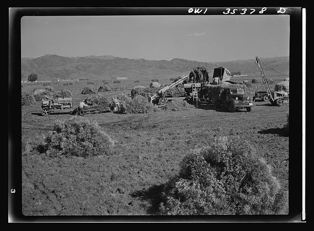 Photo:Salinas Valley California 1942 Guayule Harvesting Field Workers