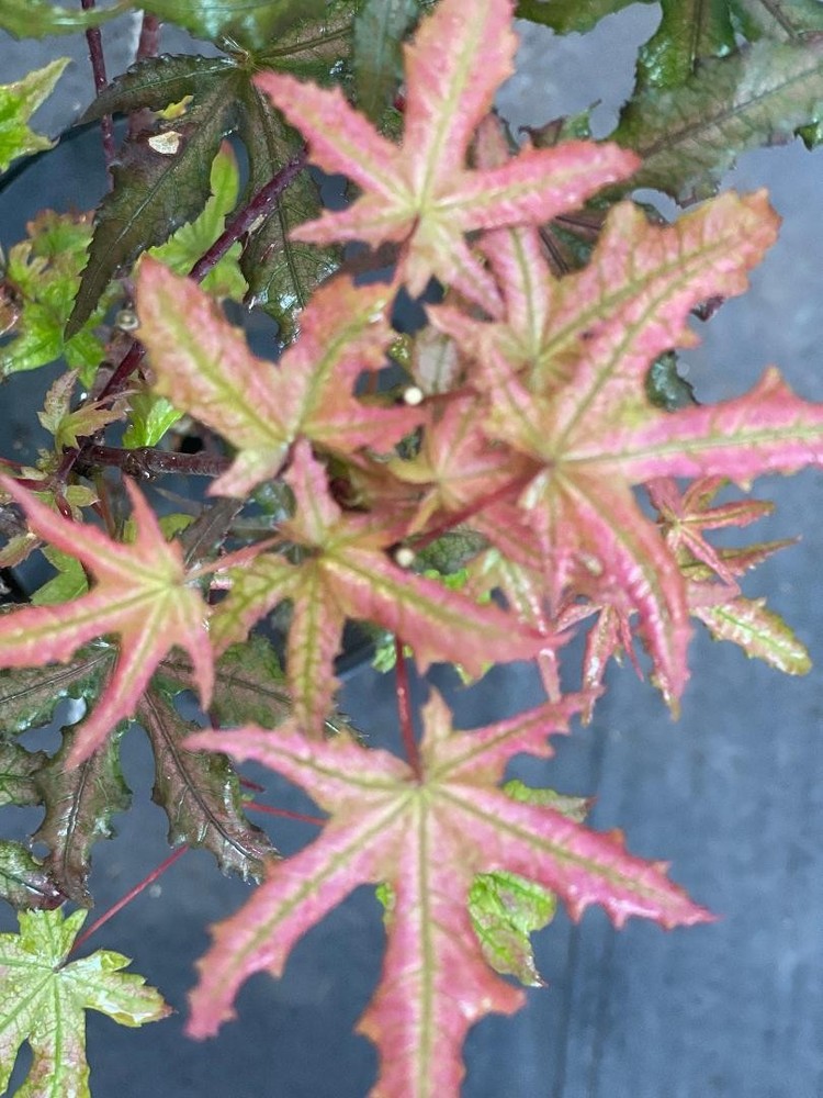 Acer palmatum 'Jubilee' (Jubilee Japanese Maple)-image