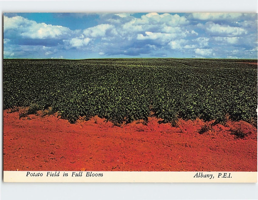 Postcard Potato Field in Full Bloom Albany Prince Edward Island Canada