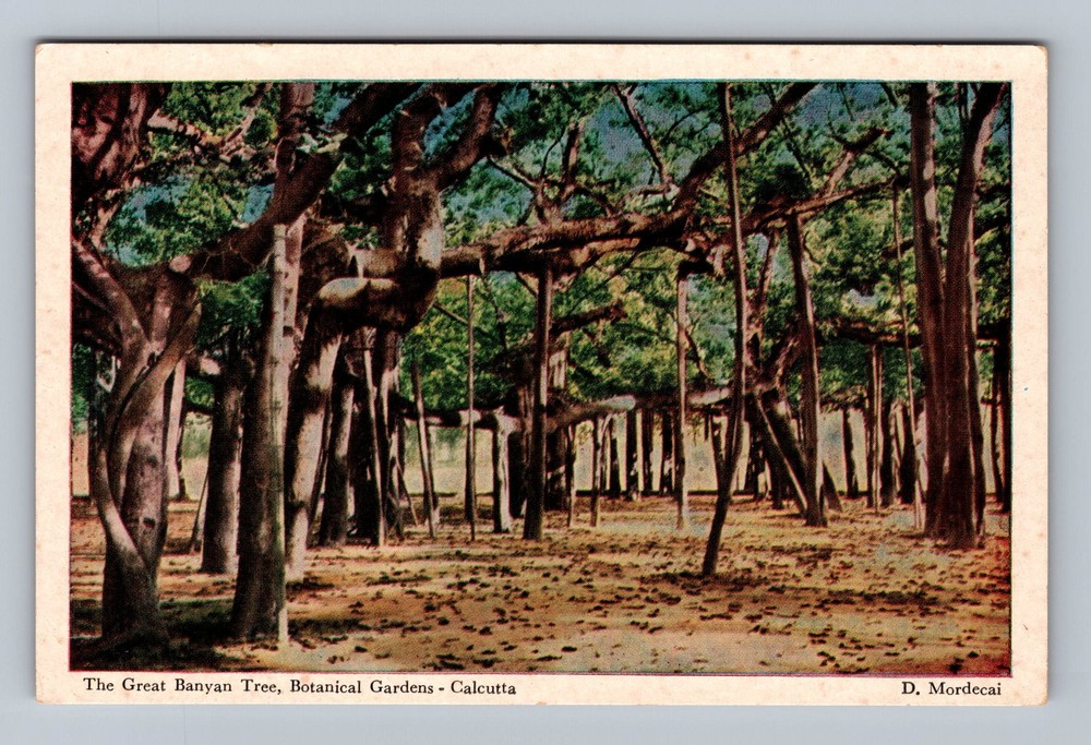 India- Calcutta Great Banyan Tree Botanical Gardens Old PC Card Vintage Postcard