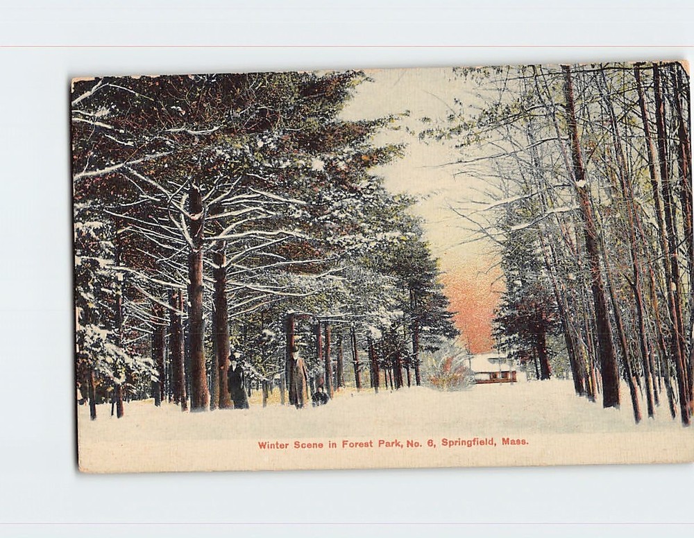 Postcard Winter Scene in Forest Park Springfield Massachusetts USA