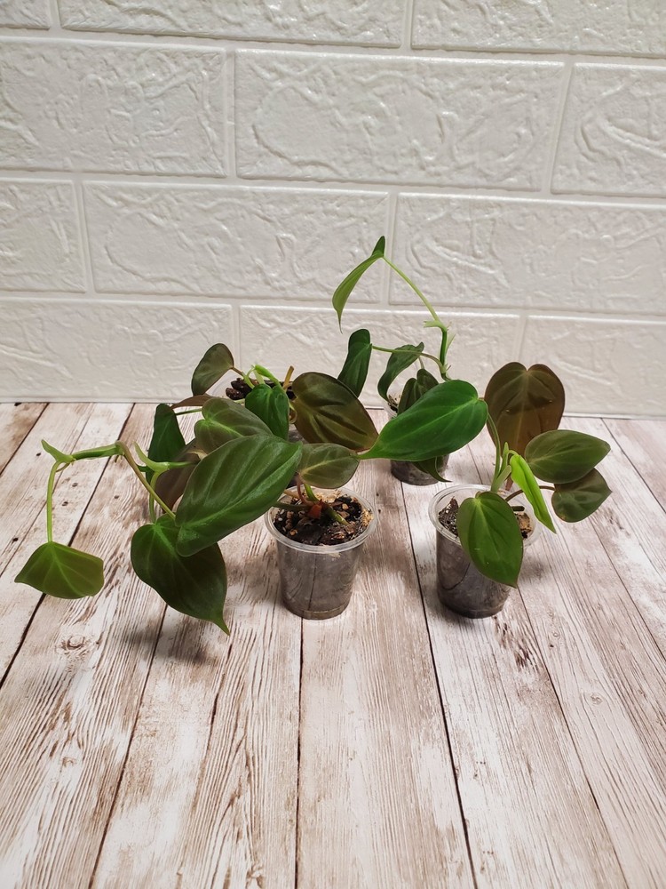 Philodendron Micans Live Starter Plant Fully Rooted