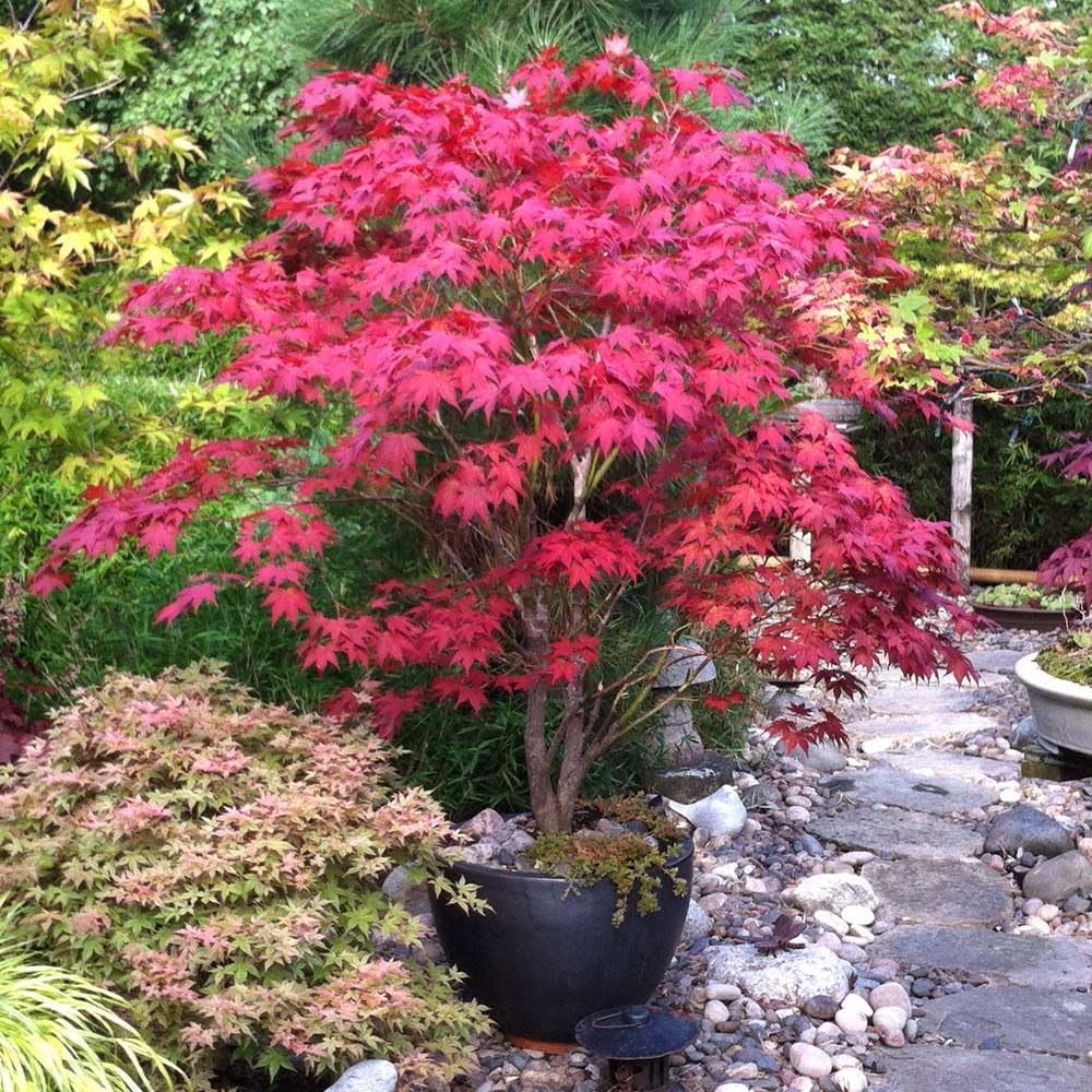30 Red Japanese Maple Tree Seeds Acer Palmatum Atropurpureum for Planting-image