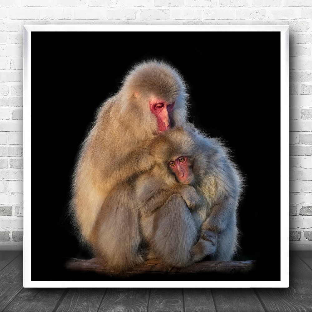 Ape Apes Monkey Monkeys Black Background Dark No Animal Animals Square Art Print