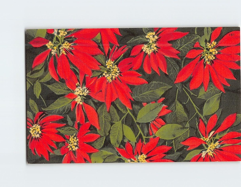 Postcard Gorgeous Poinsettias Florida