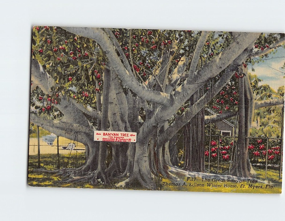 Postcard The Great Banyan Tree Thomas Edison Winter Home Ft. Myers Florida USA