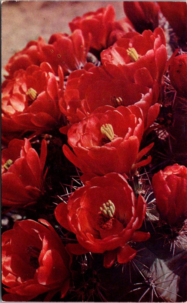 Dr Jim Stamps Postcard Arizona Desert Hedge Hog Cactus Blossoms