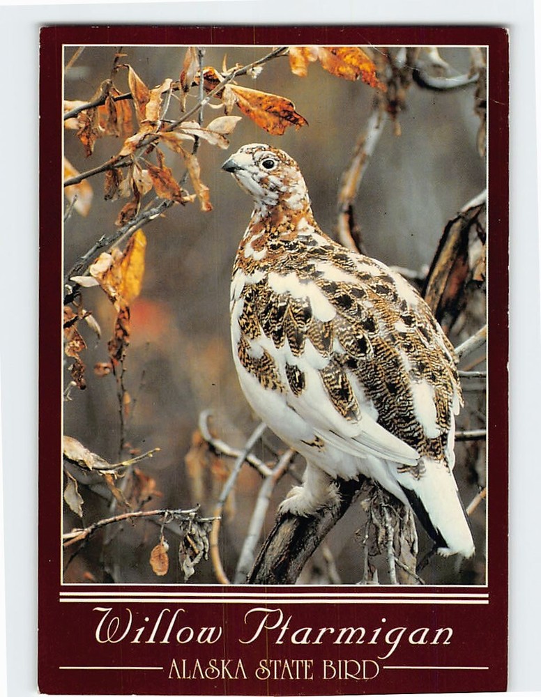 Postcard Willow Ptarmigan Alaska State bird