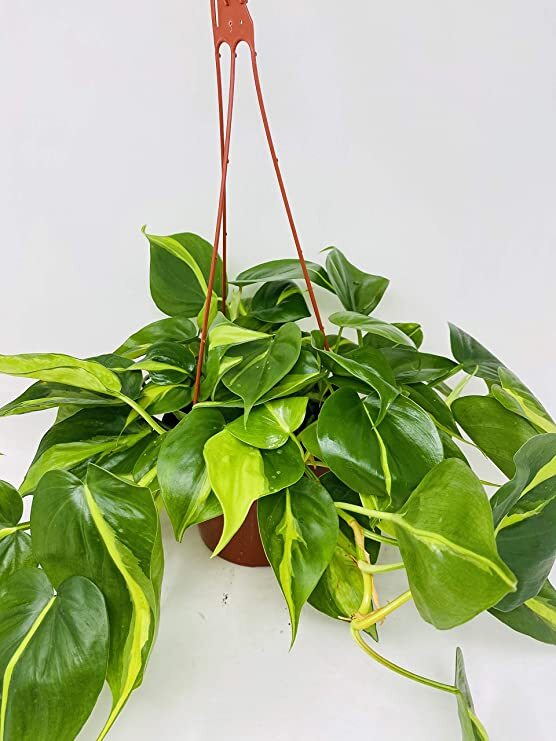 Philodendron Brazil Air-Purifying Live Plant in 6-inch Hanging Pot