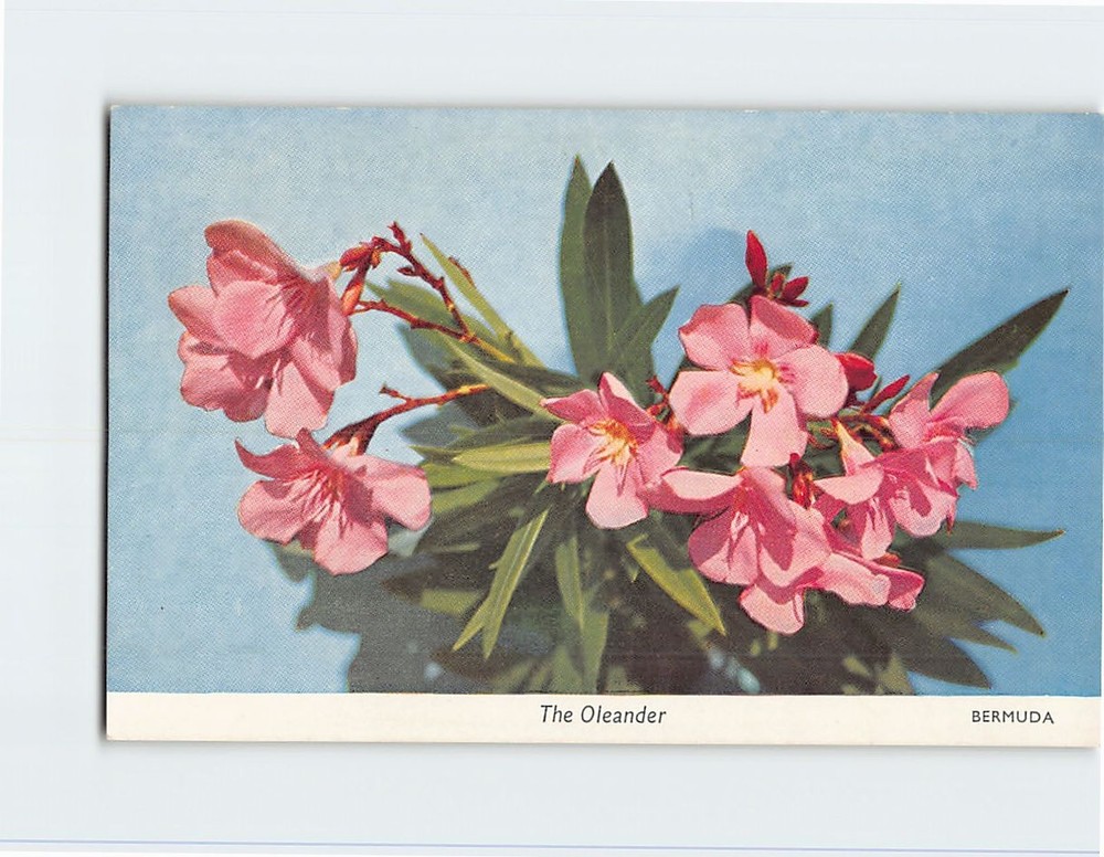 Postcard The Oleander Bermuda British Overseas Territory