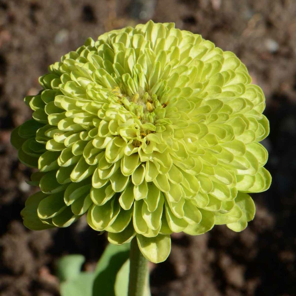 Zinnia ENVY elegans Lime Green Flowers RARE Butterflies Love!  Non-GMO 200 Seeds