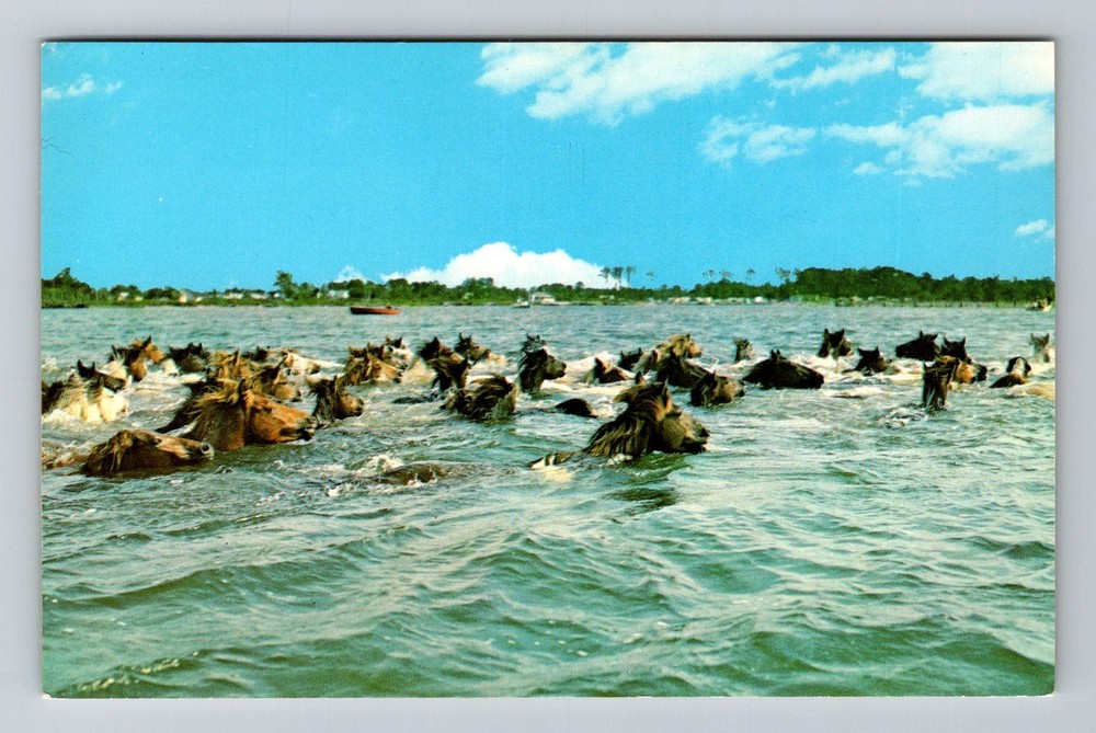 Chincoteague, VA-Virginia, Wild Ponies Assateague Channel Swim Vintage Postcard