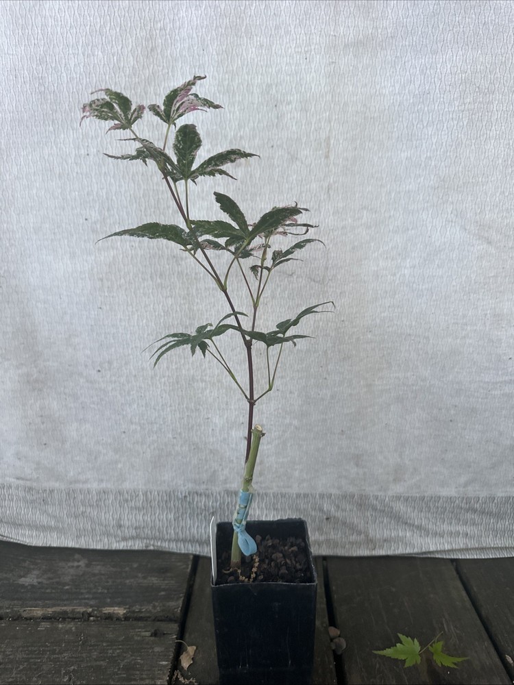 Acer Palmatum Beni Ukigumo Rare Japanese Maple First Yr Graft-image