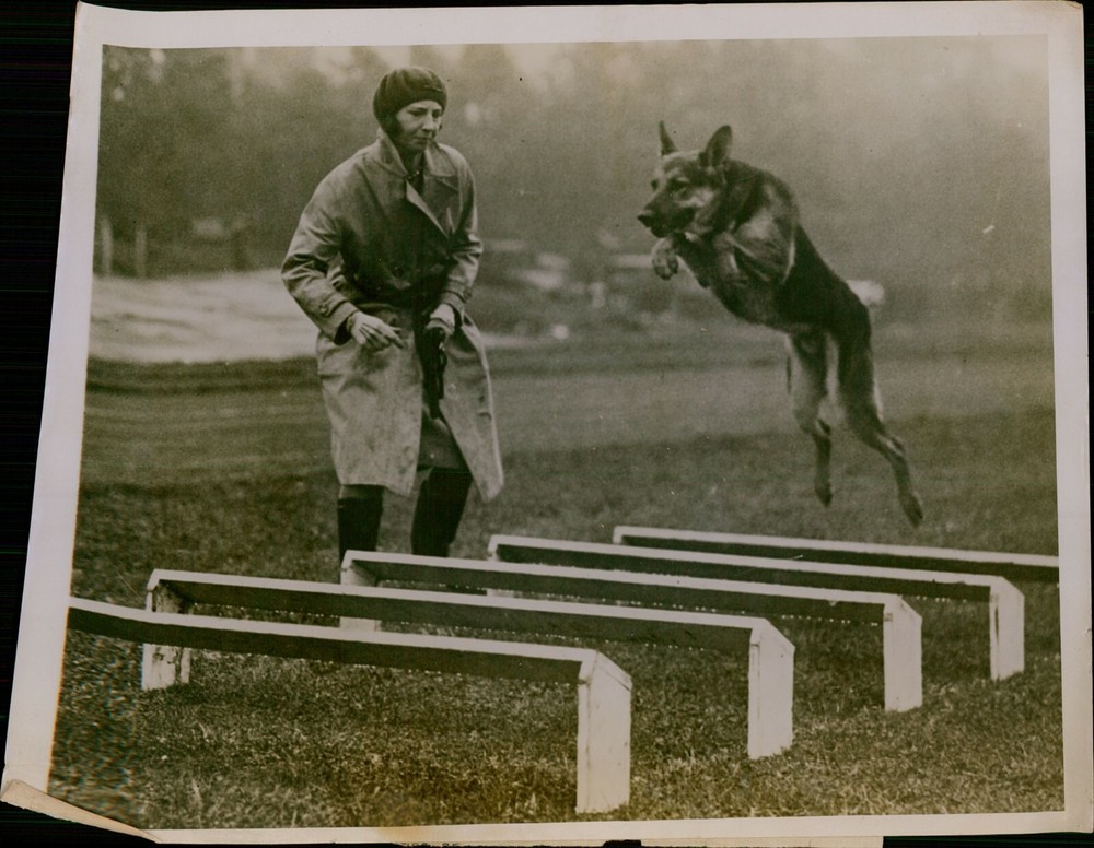 GA46 Original Underwood Photo GERMAN SHEPHARD Dog Show Obstacle Course Leaping