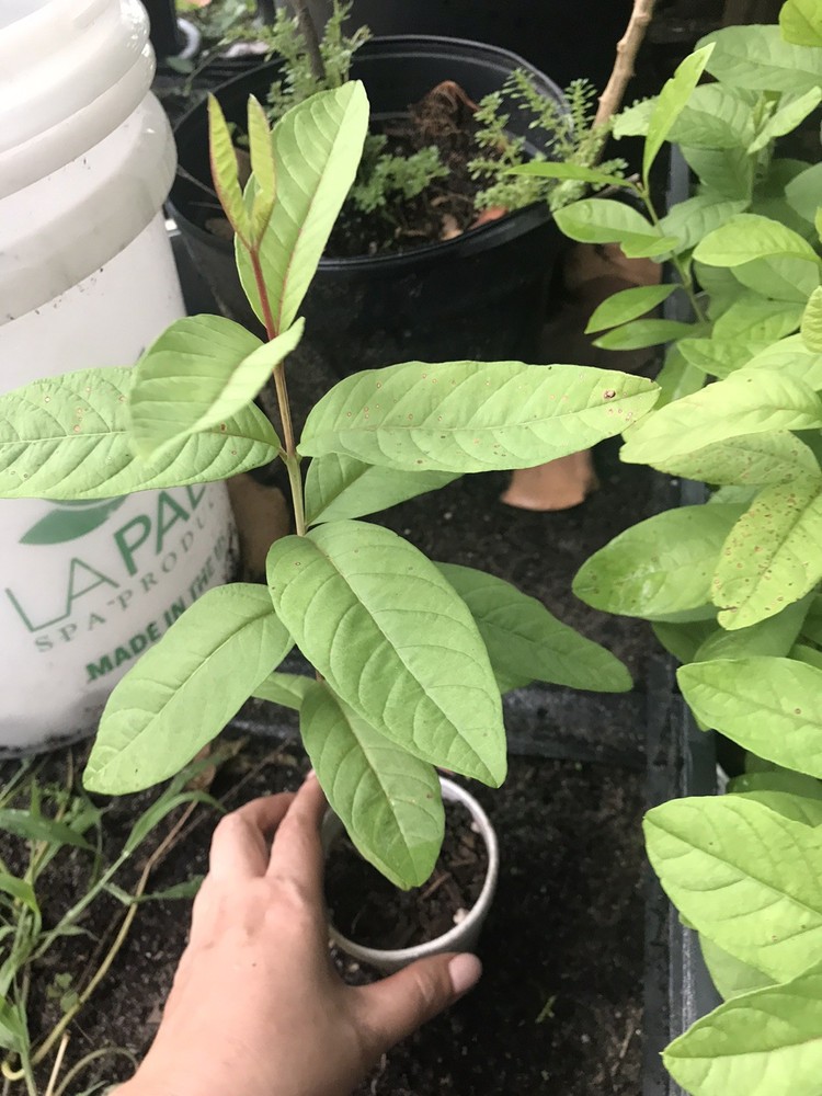 Pink Guava Tree 5”-10” Live Tropical Fruit Plant | Sweet Pink Flesh - Organic US