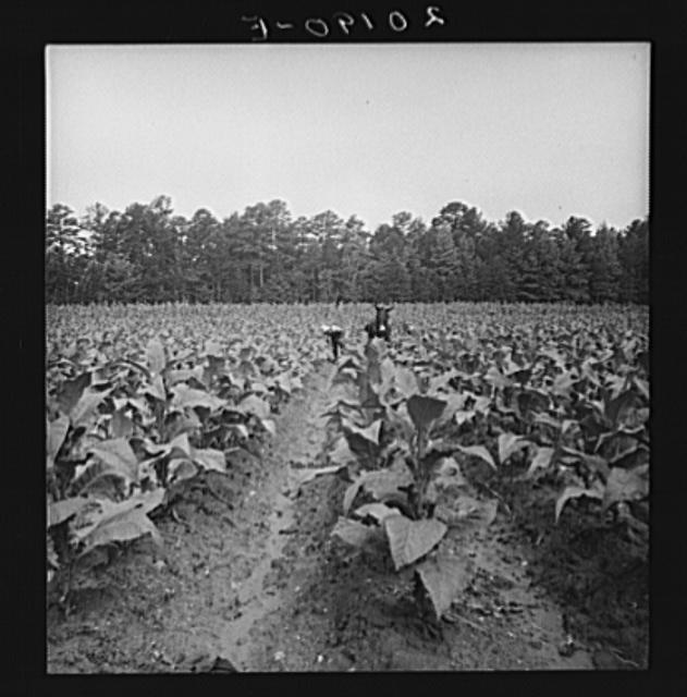 Person County North Carolina 1930s Tobacco Field Farm Security Administration